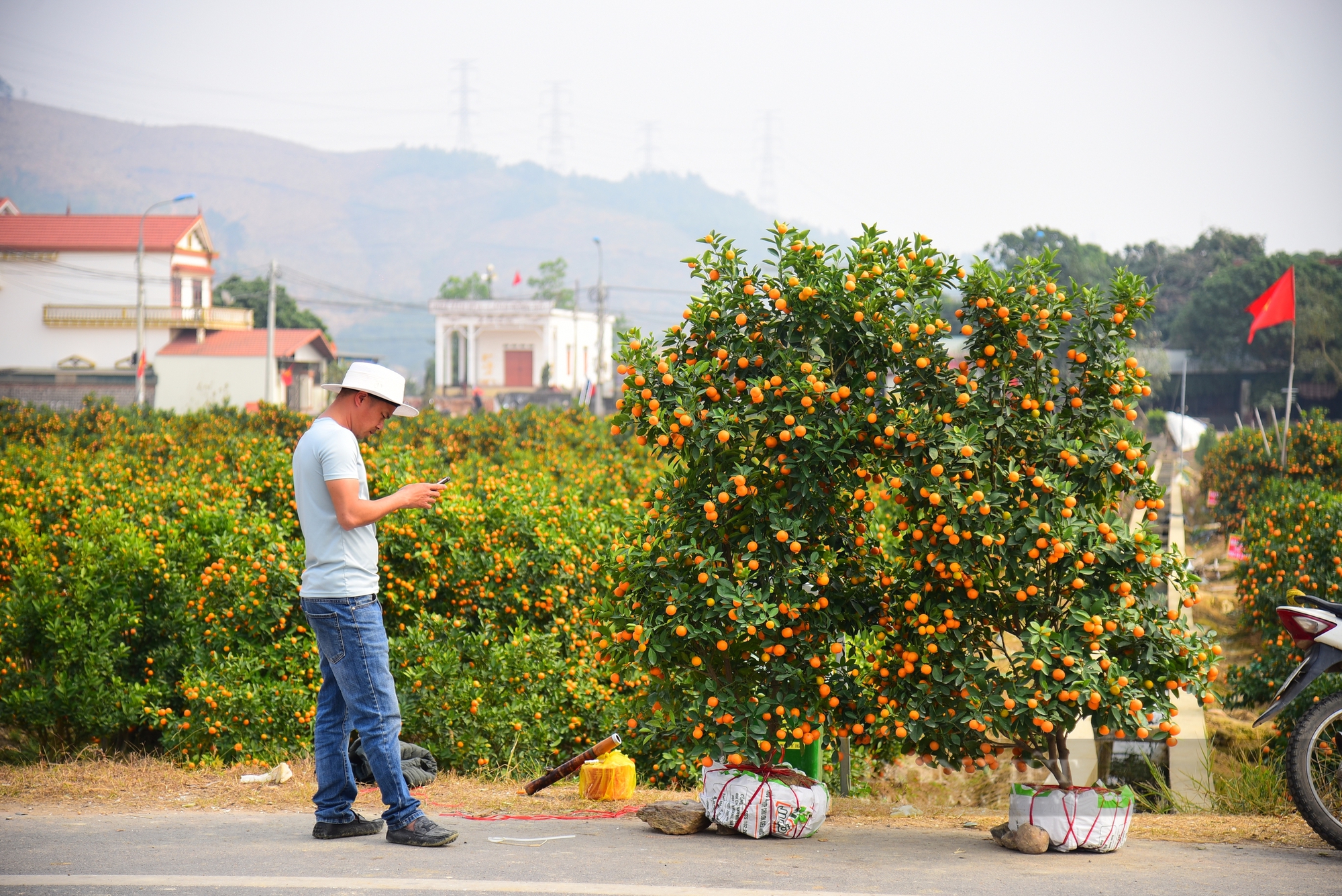 Giá quất cảnh phục vụ Tết Nguyên đán Ất Tỵ 2025 tăng vọt- Ảnh 5.